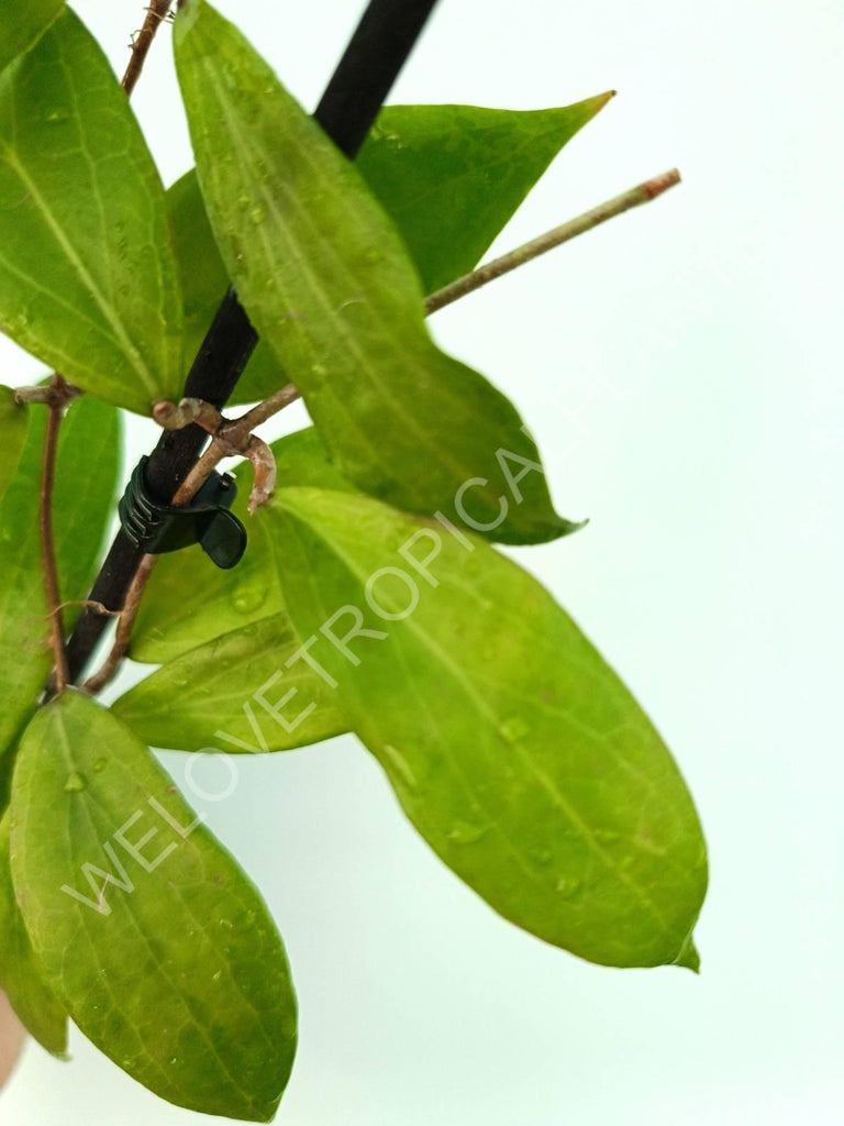 Hoya camphorifolia