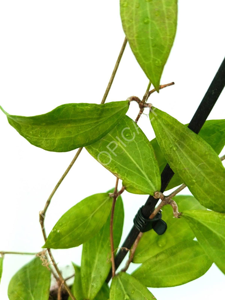 Hoya camphorifolia