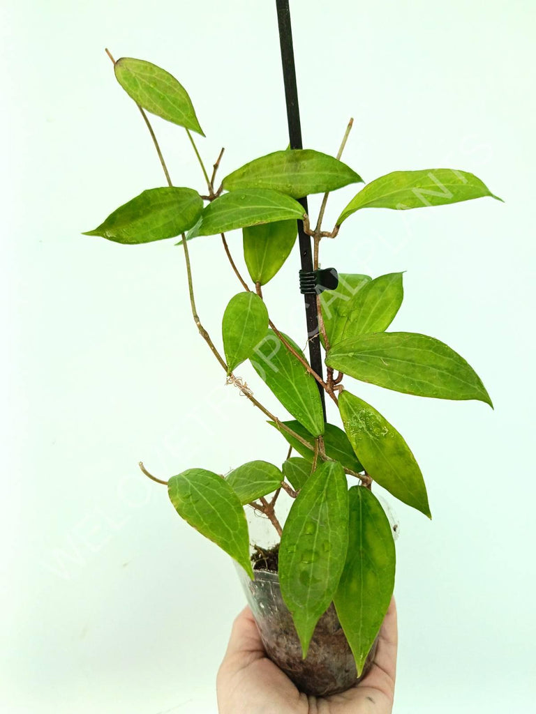 Hoya camphorifolia