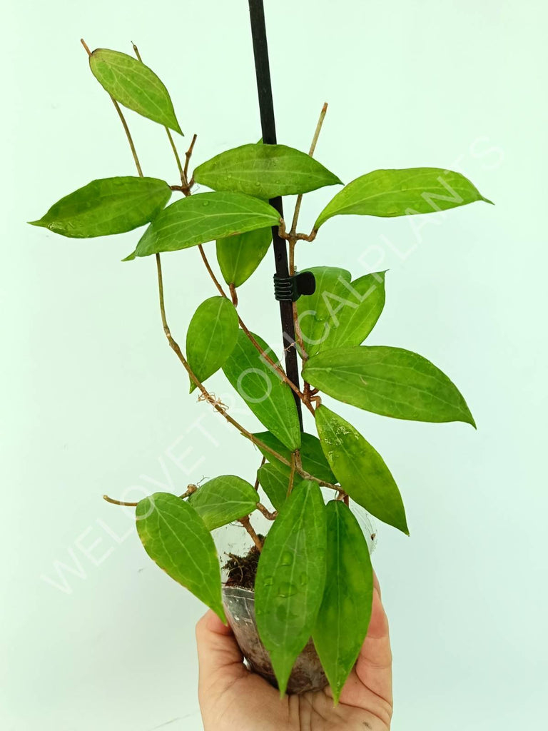 Hoya camphorifolia