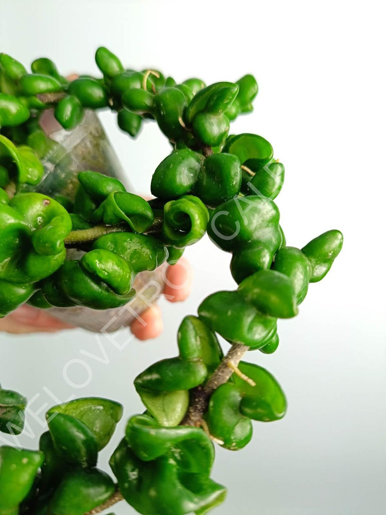 Hoya carnosa Compacta new