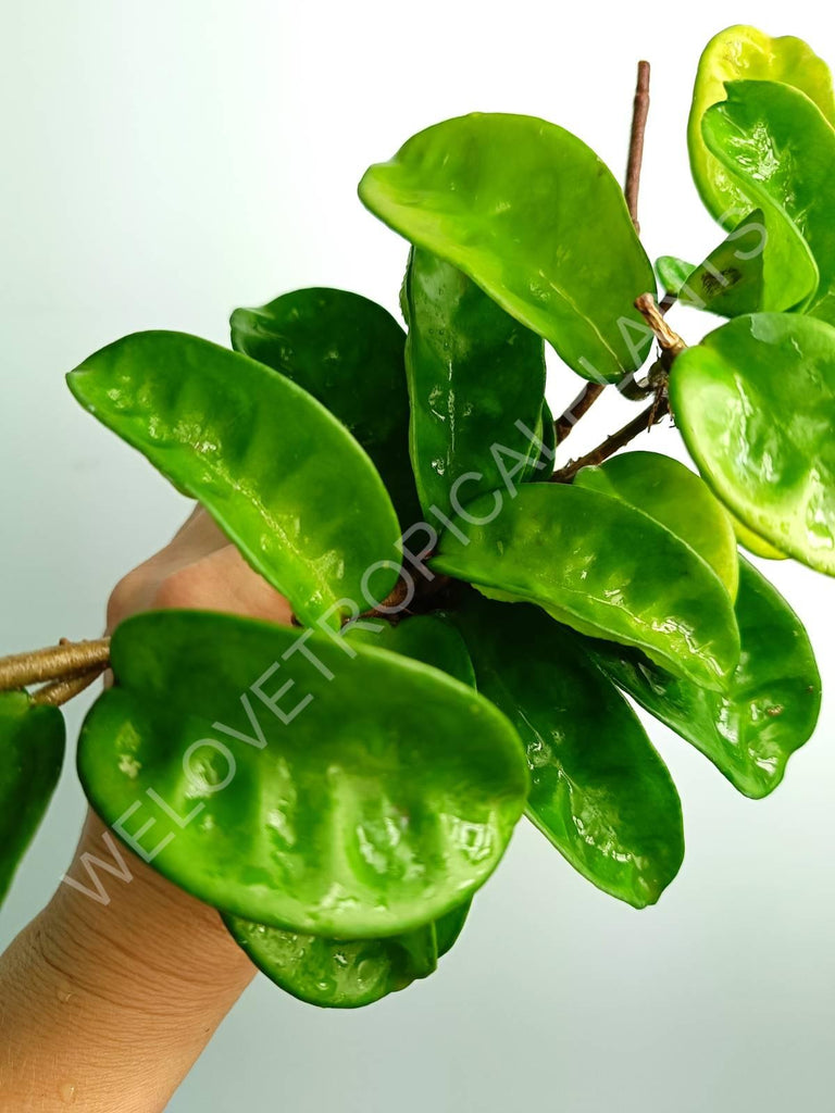 Hoya carnosa Krinkle 8