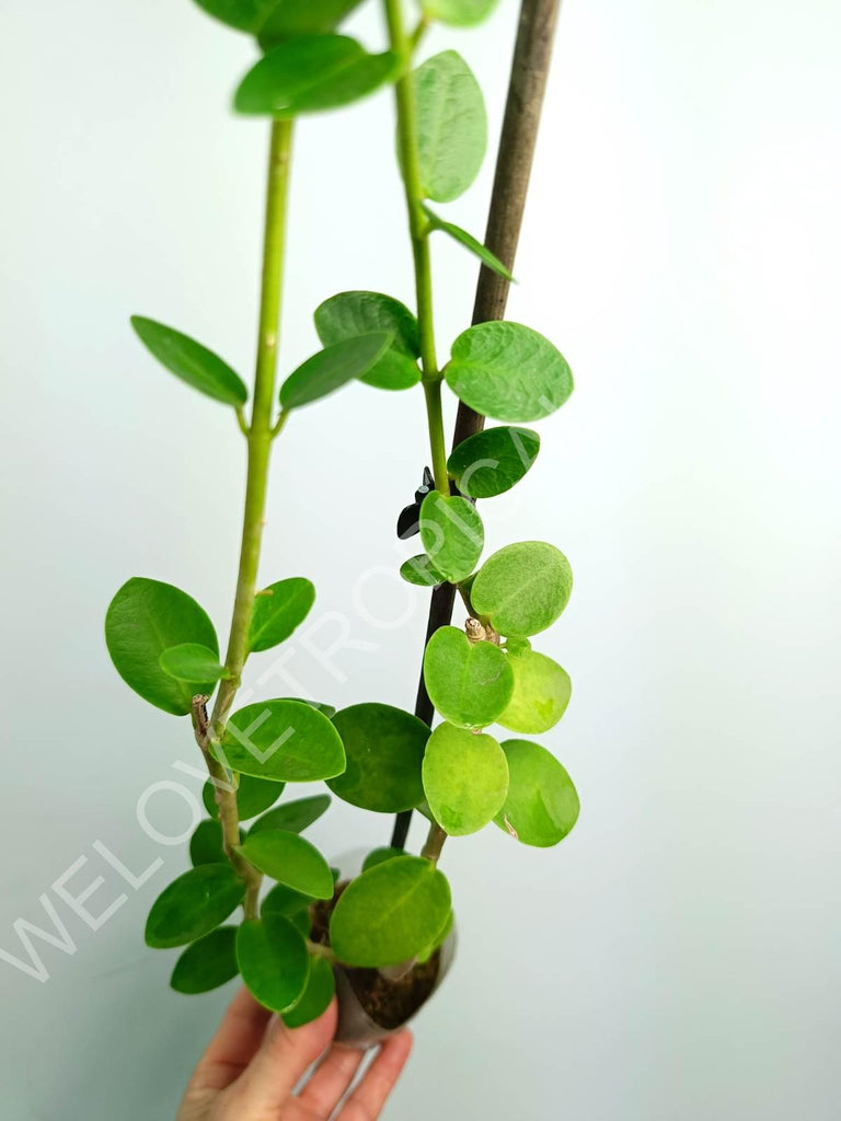 Hoya cumingiana