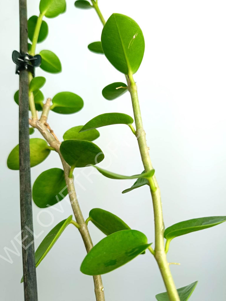 Hoya cumingiana