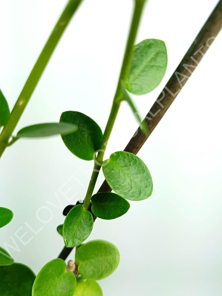 Hoya cumingiana