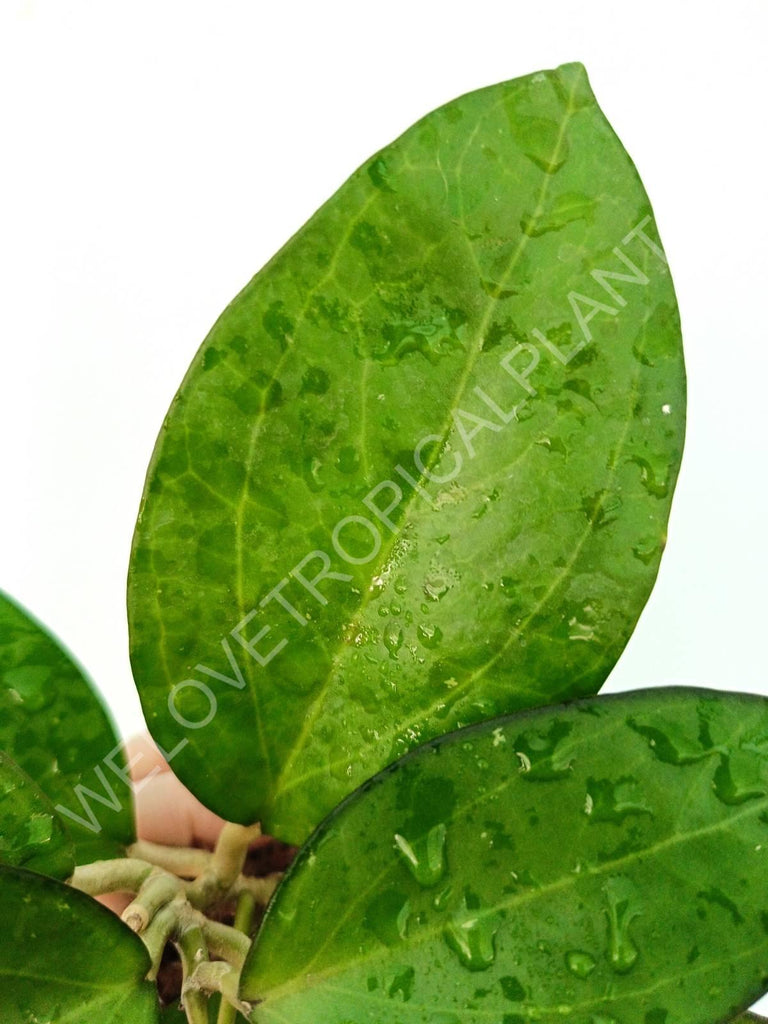 Hoya cv. patcharawalai