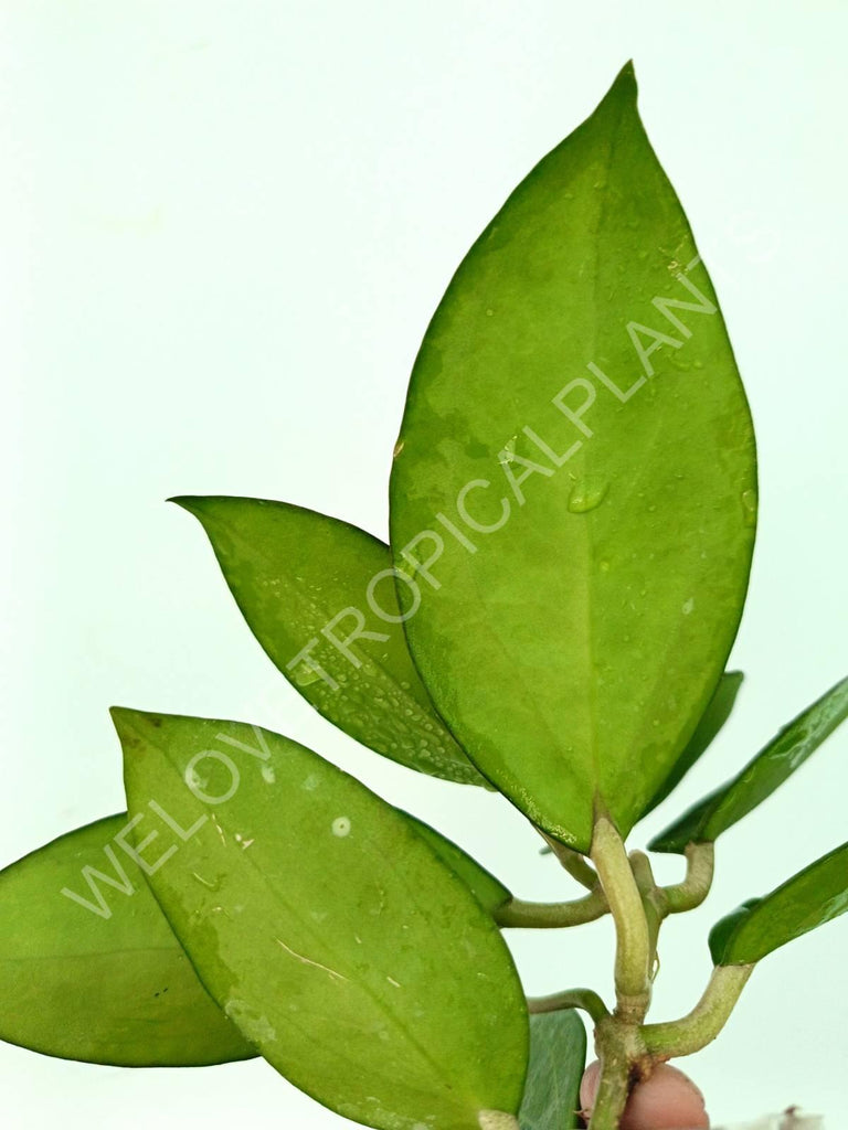 Hoya cv. patcharawalai