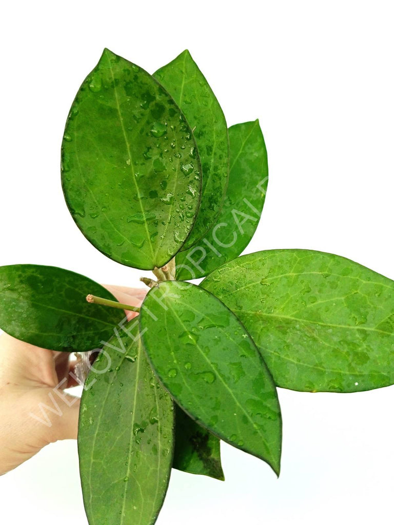 Hoya cv. patcharawalai