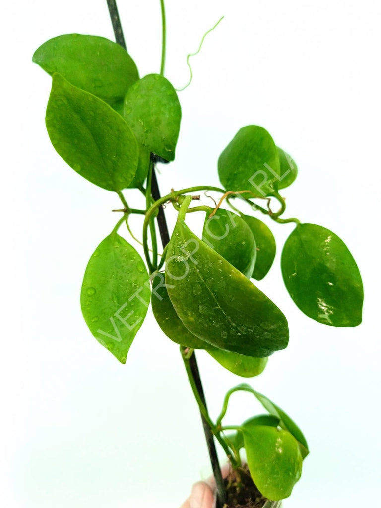 Hoya diptera