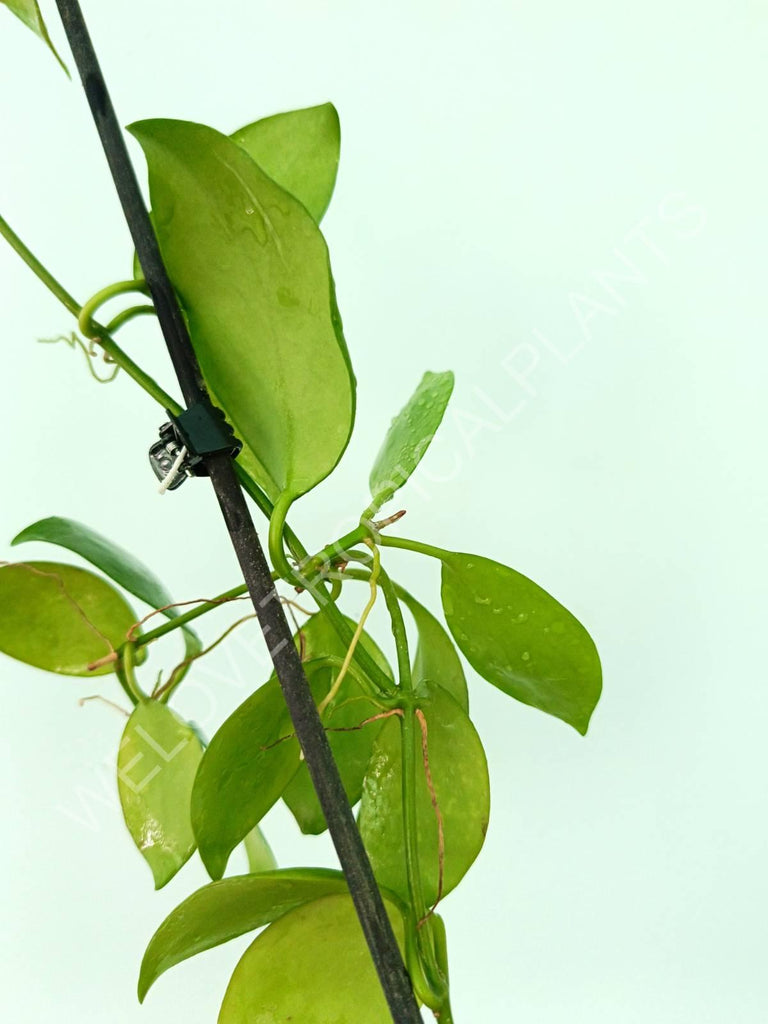 Hoya diptera