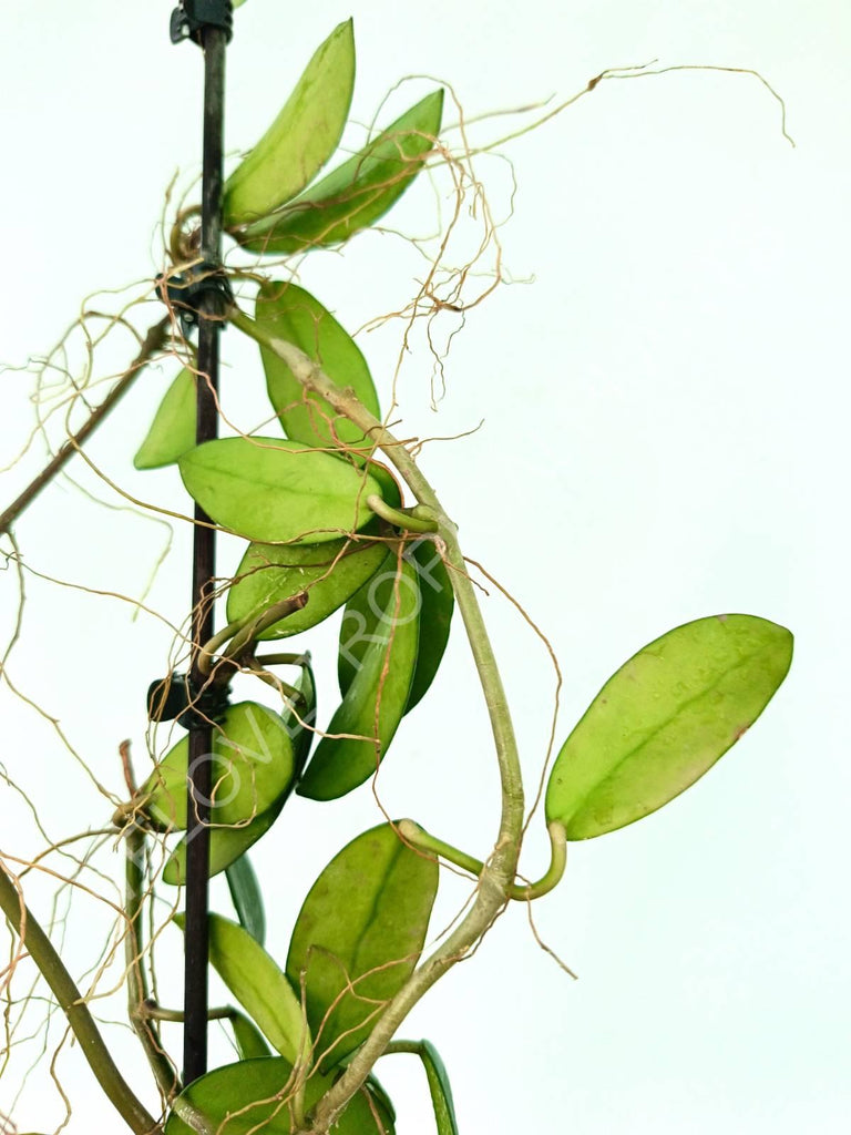 Hoya diversifolia