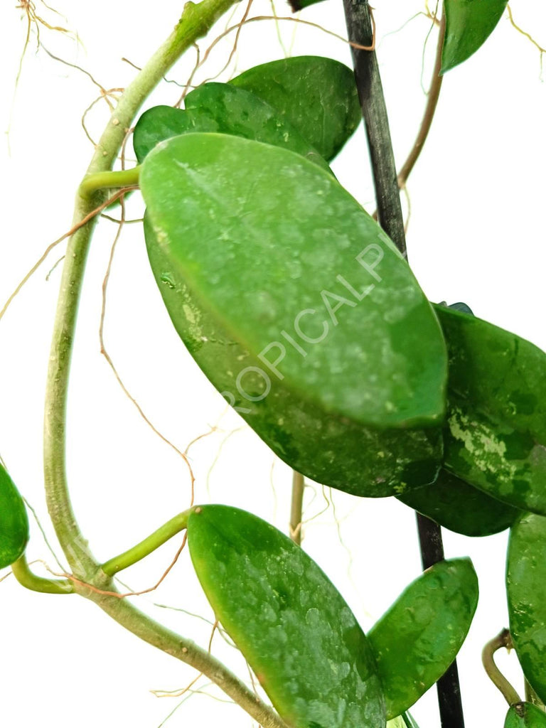 Hoya diversifolia