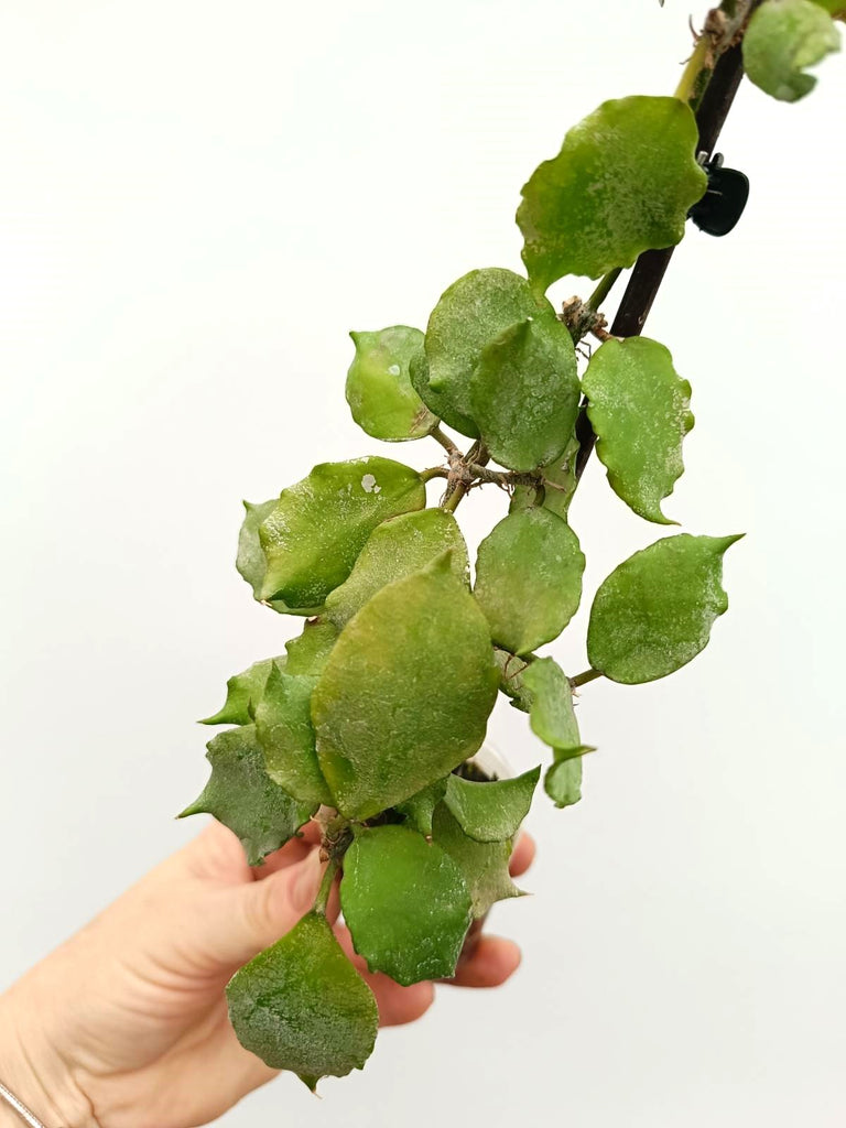 Hoya endauensis