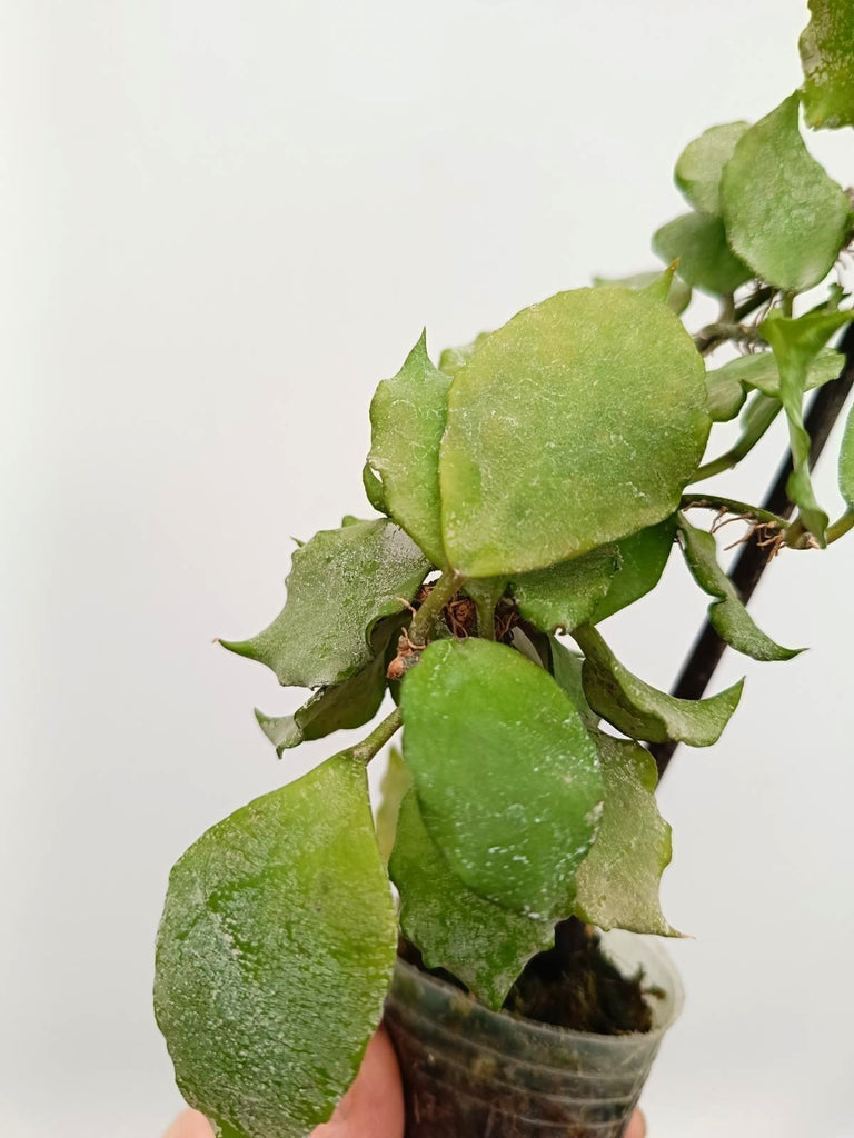 Hoya endauensis