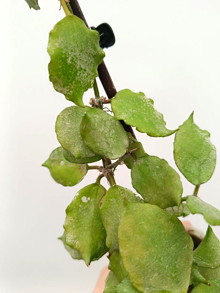 Hoya endauensis