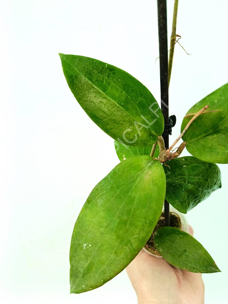 Hoya erythrostemma 'ut 048'