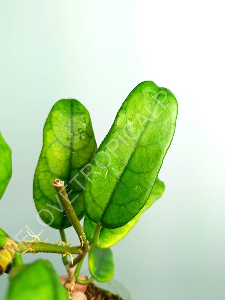 Hoya globulosa