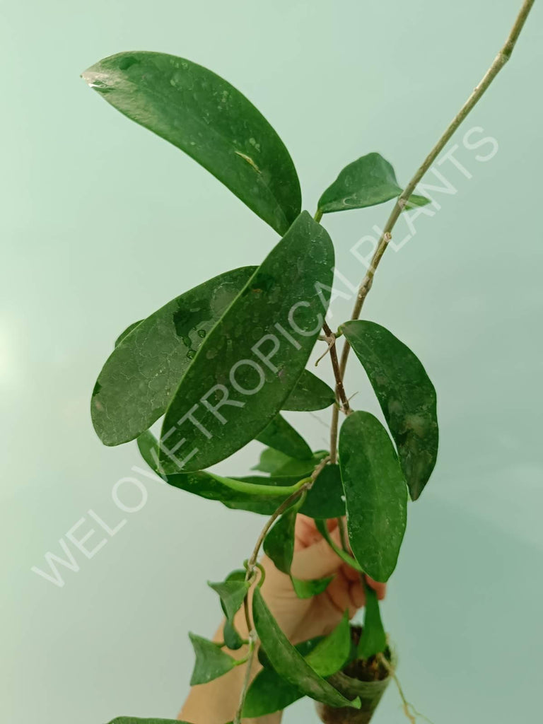 Hoya graveolens