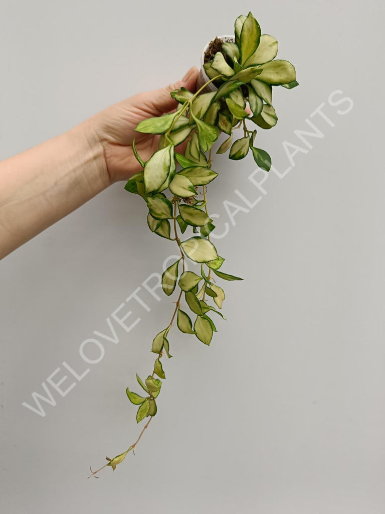 Hoya heuschkeliana variegata