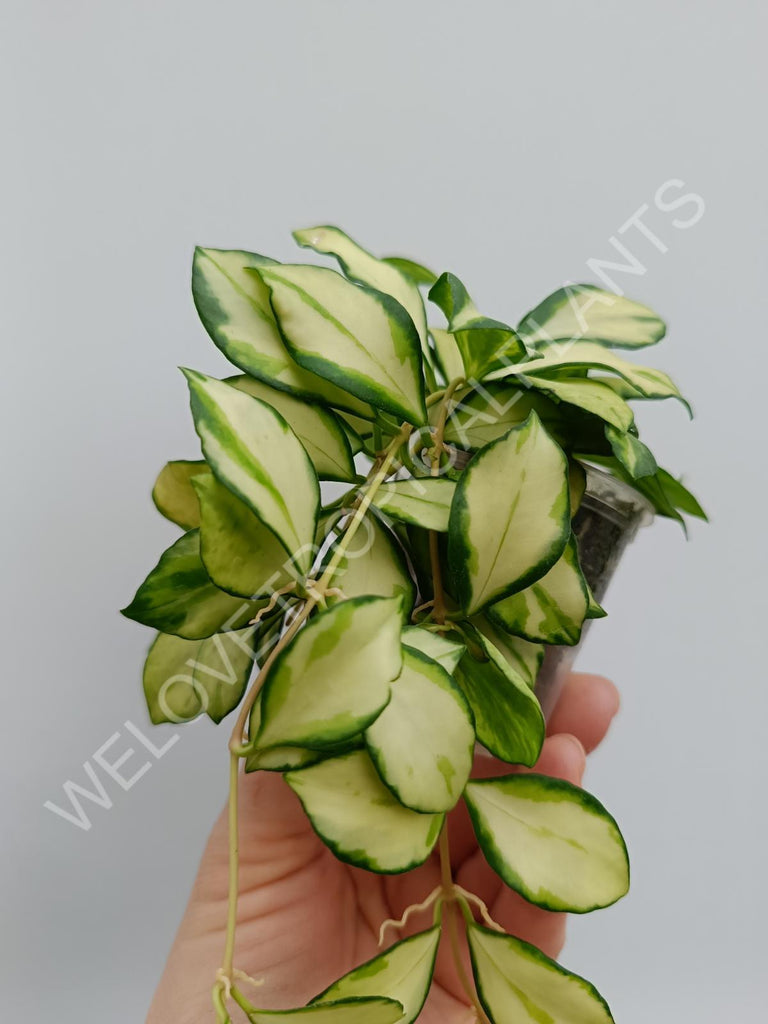 Hoya heuschkeliana variegata