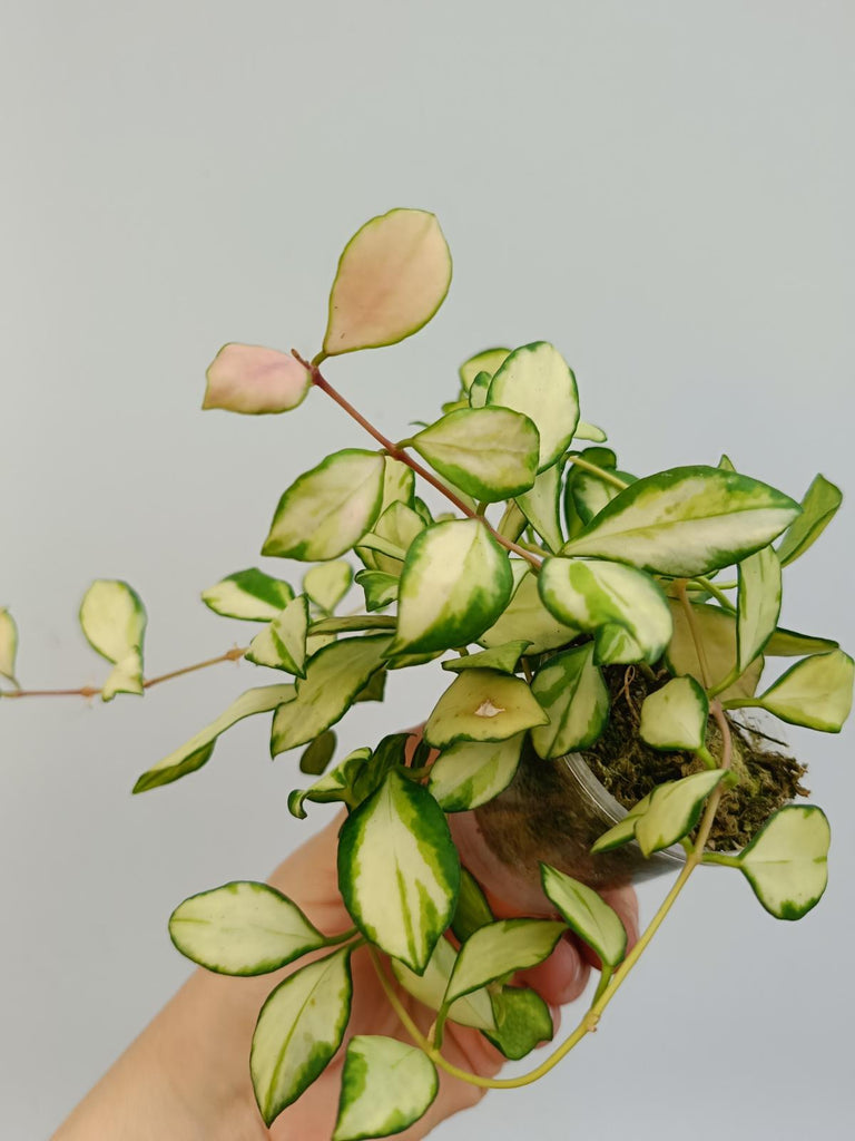 Hoya heuschkeliana variegata