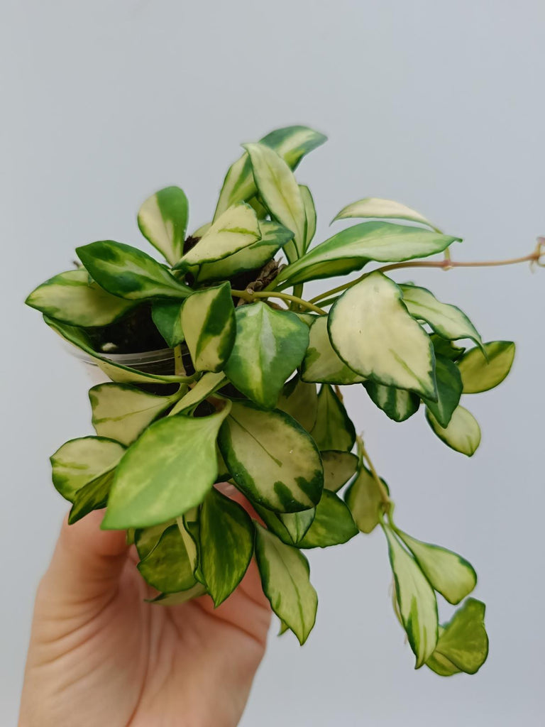 Hoya heuschkeliana variegata