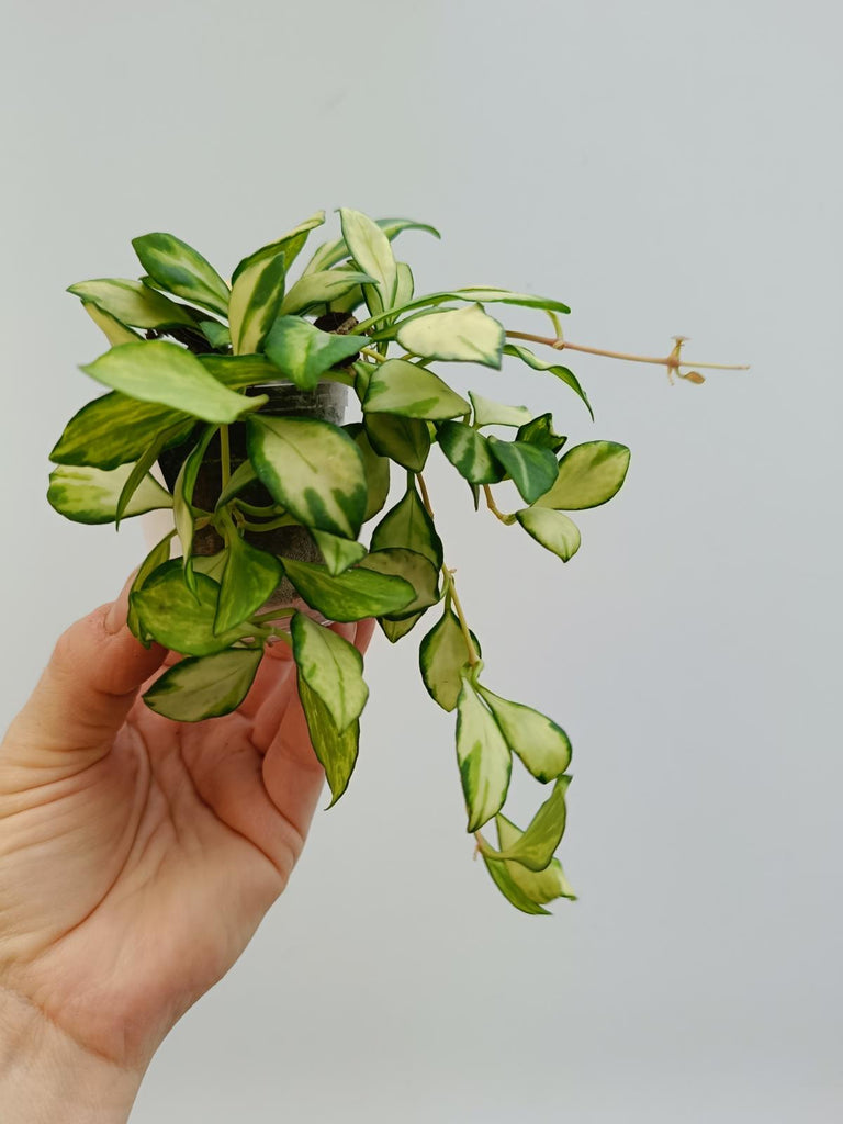 Hoya heuschkeliana variegata