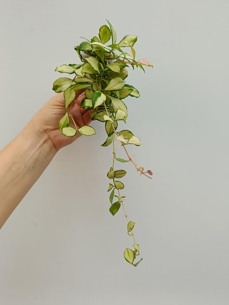 Hoya heuschkeliana variegata