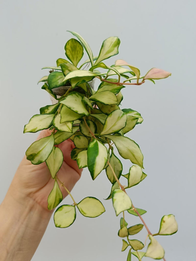 Hoya heuschkeliana variegata