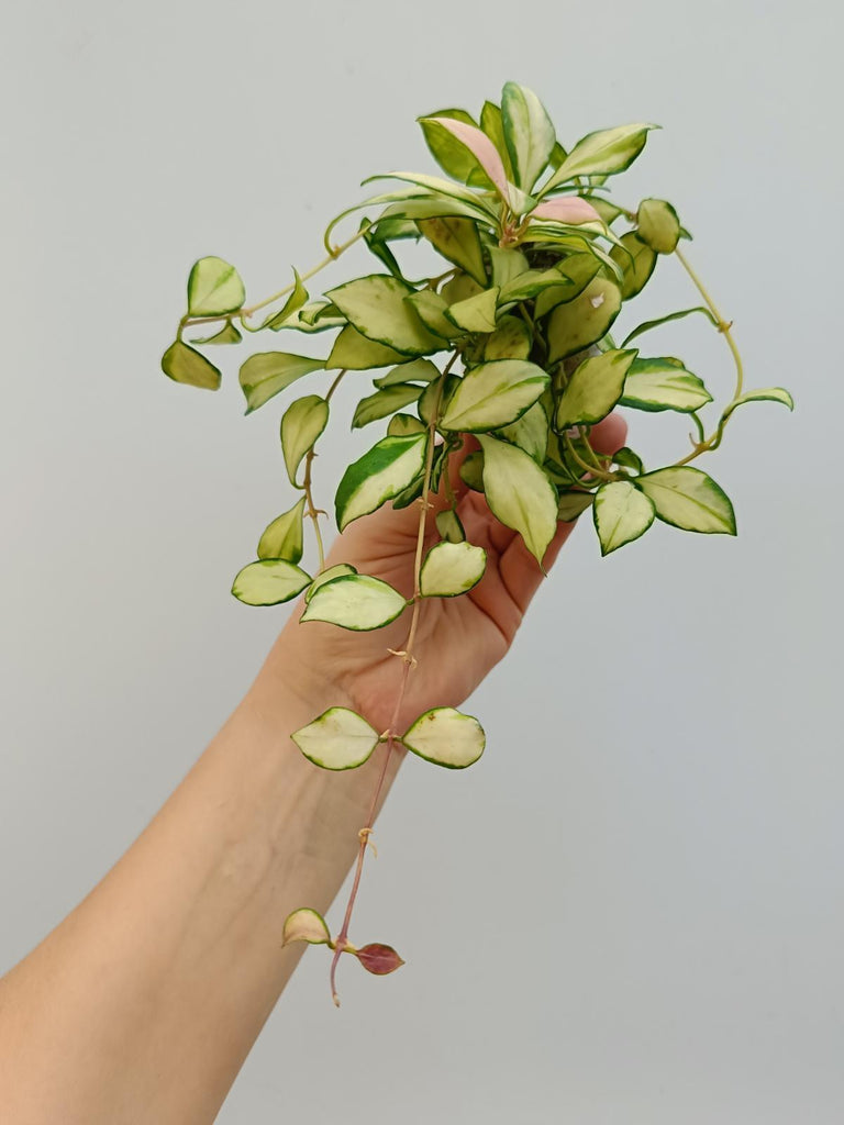 Hoya heuschkeliana variegata