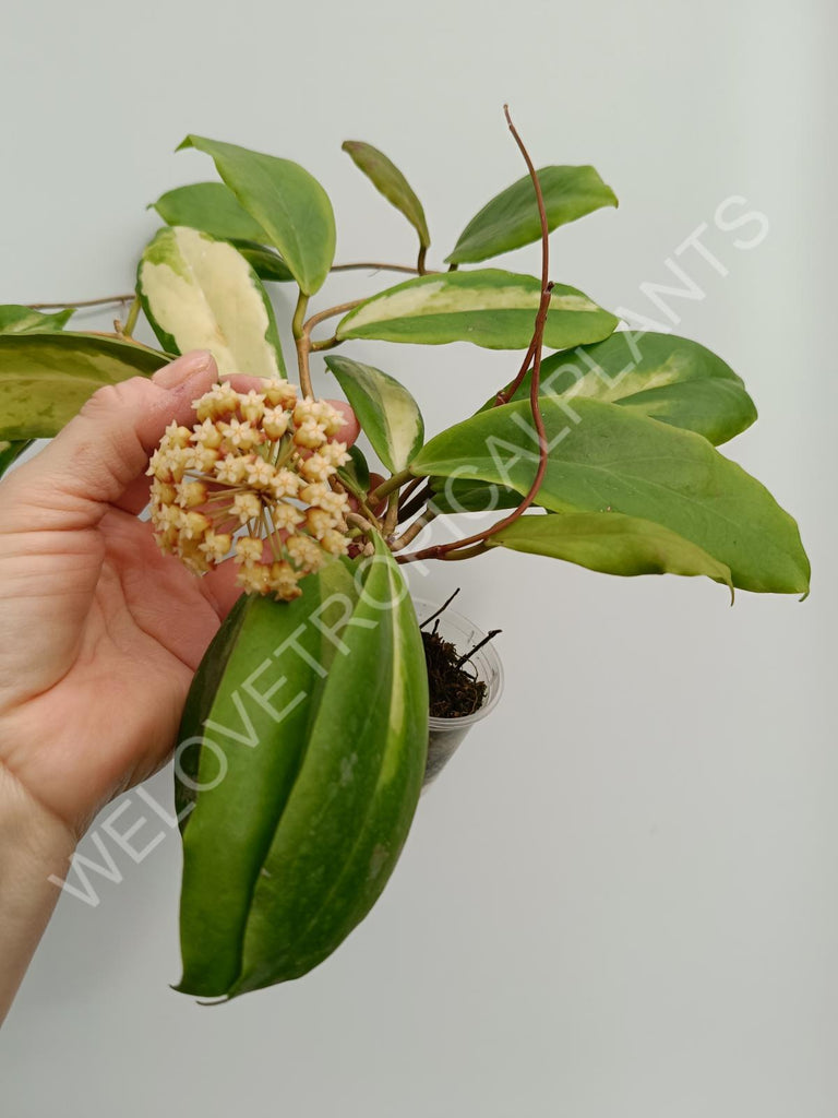 Hoya incrassata variegata