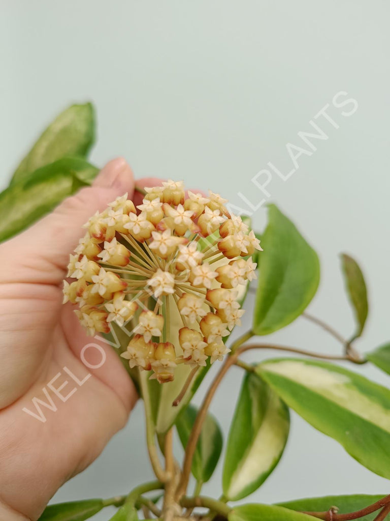 Hoya incrassata variegata