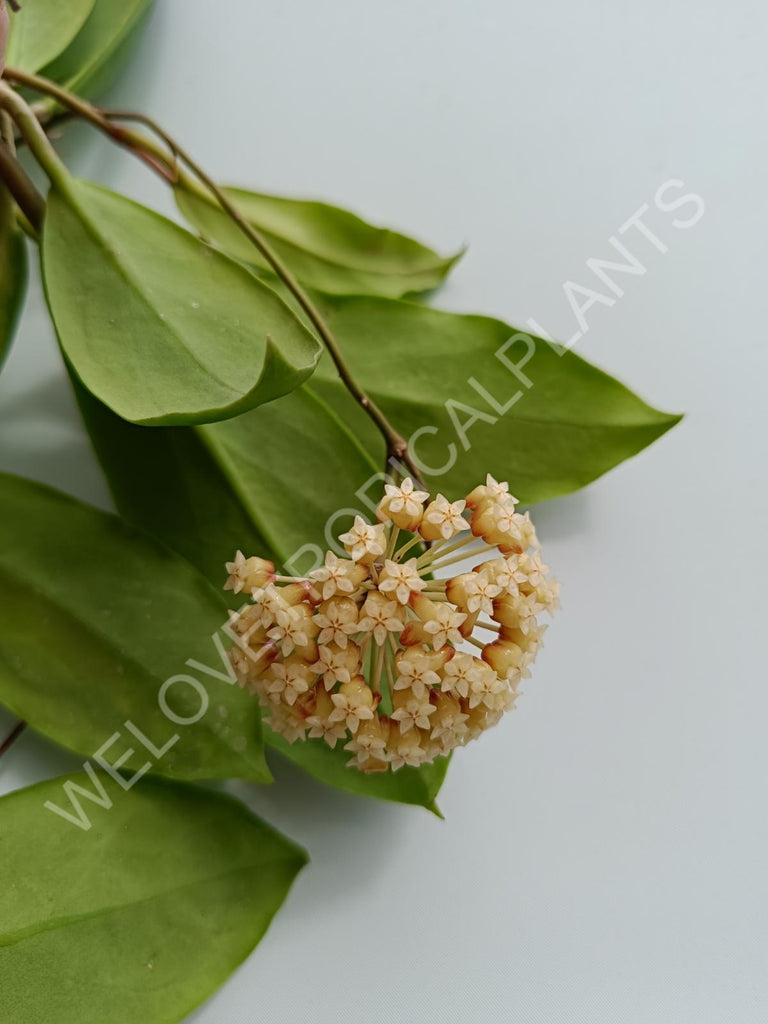 Hoya incrassata variegata