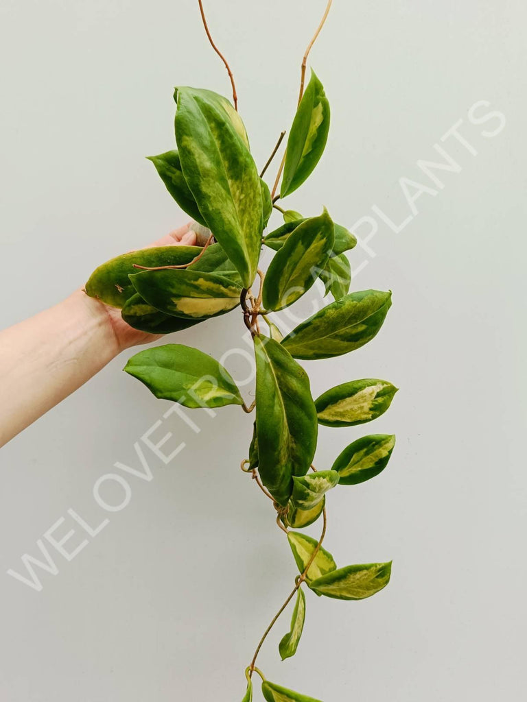 Hoya incrassata variegata