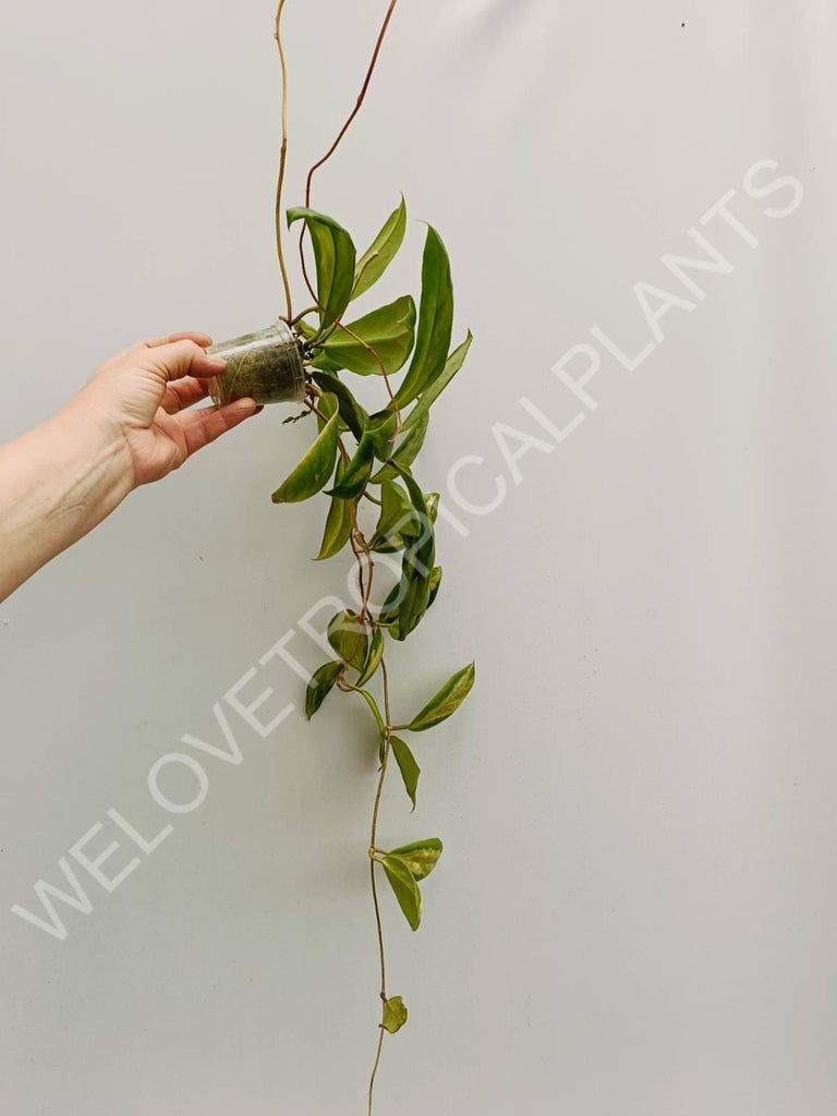 Hoya incrassata variegata