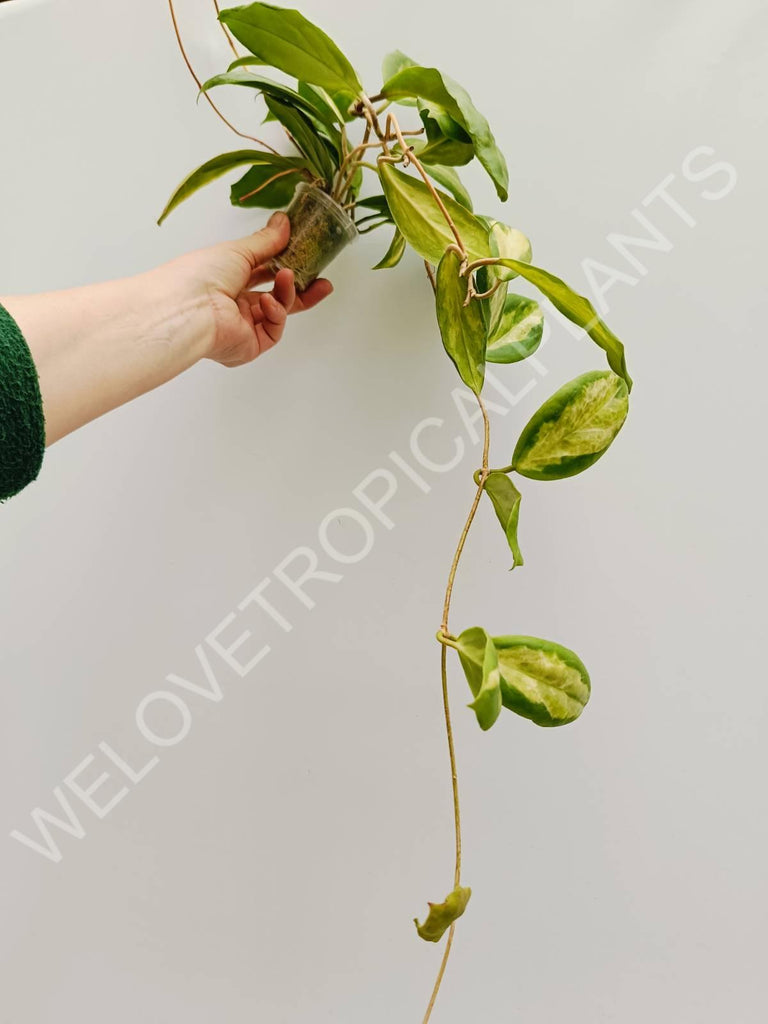 Hoya incrassata variegata