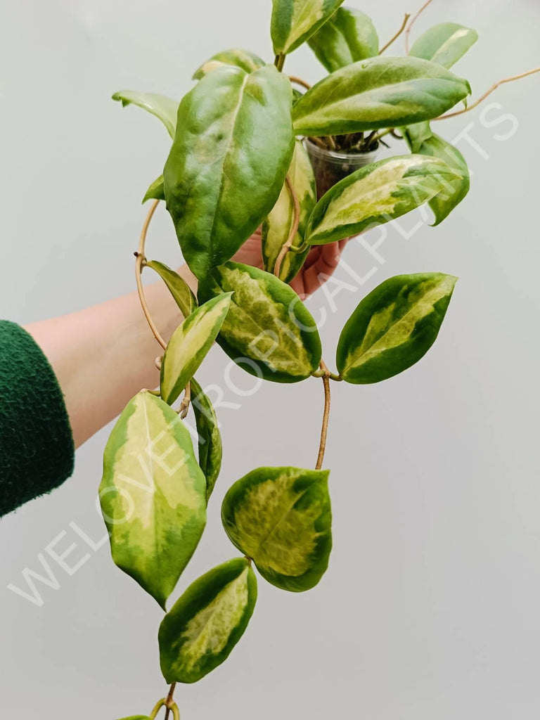 Hoya incrassata variegata