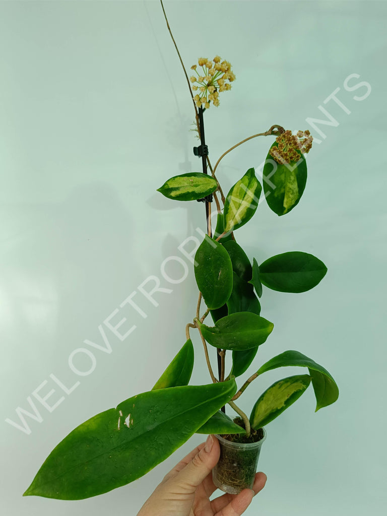 Hoya incrassata variegata