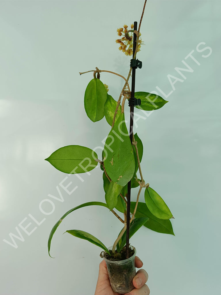 Hoya incrassata variegata