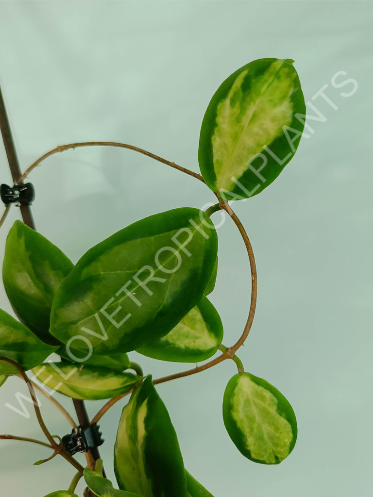 Hoya incrassata variegata