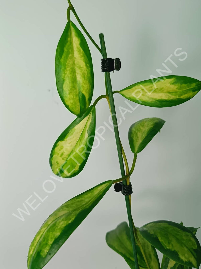 Hoya incrassata variegata