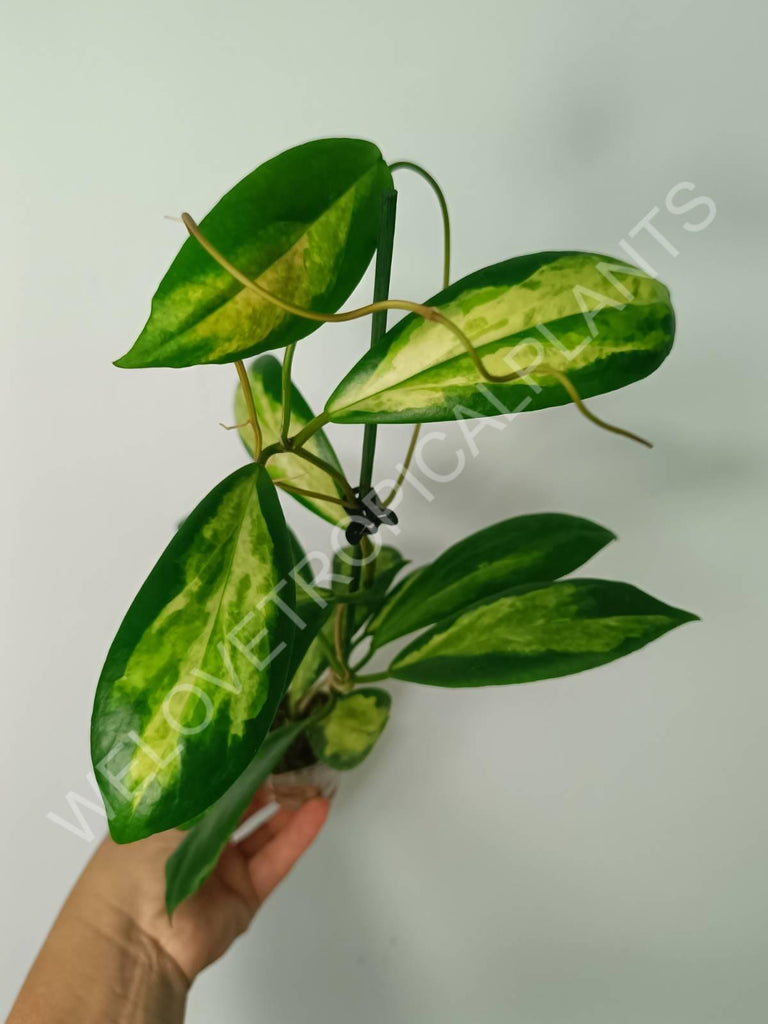 Hoya incrassata variegata