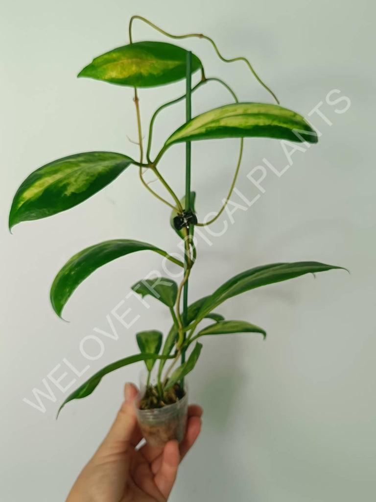 Hoya incrassata variegata