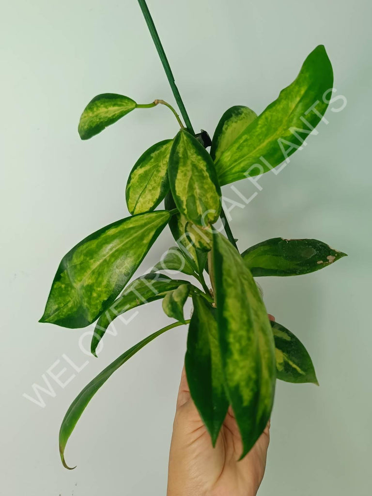 Hoya incrassata variegata