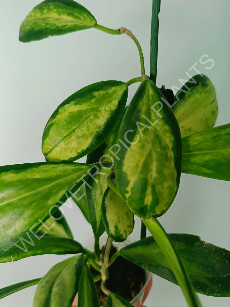 Hoya incrassata variegata