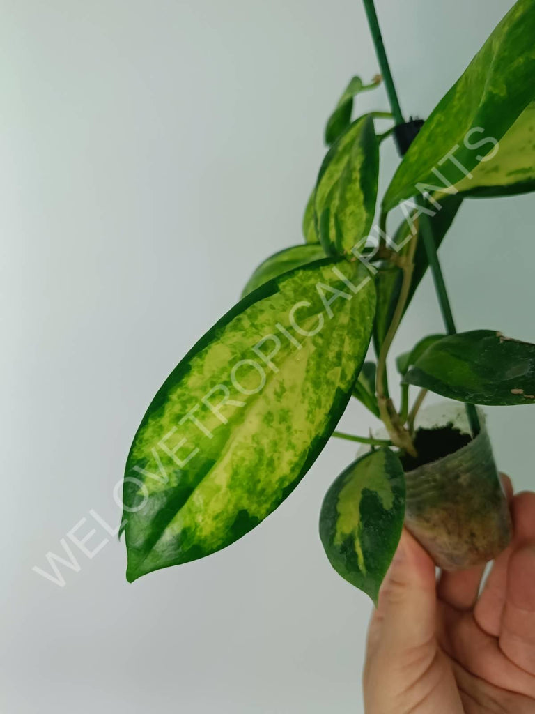 Hoya incrassata variegata