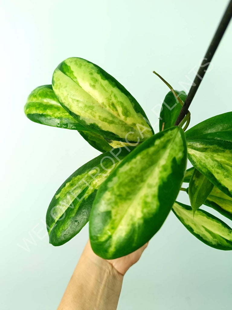 Hoya incrassata variegata