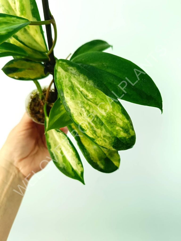 Hoya incrassata variegata