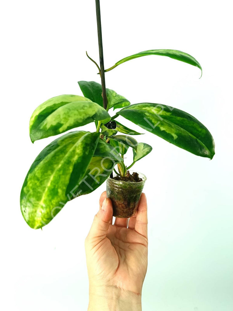 Hoya incrassata variegata