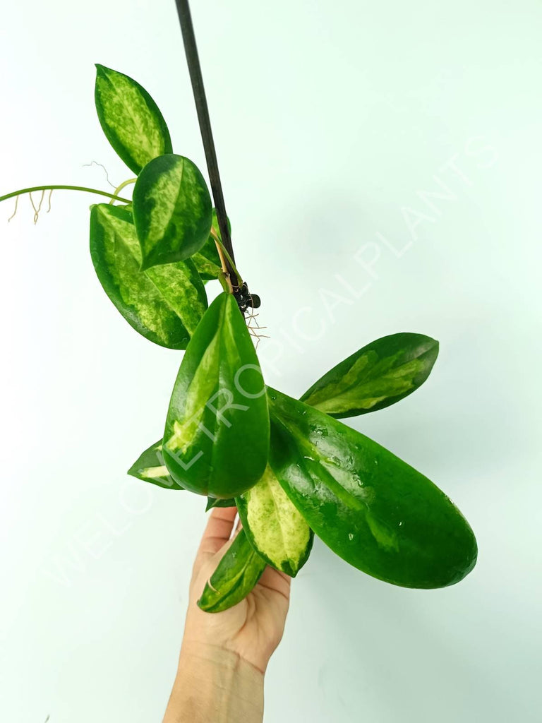 Hoya incrassata variegata